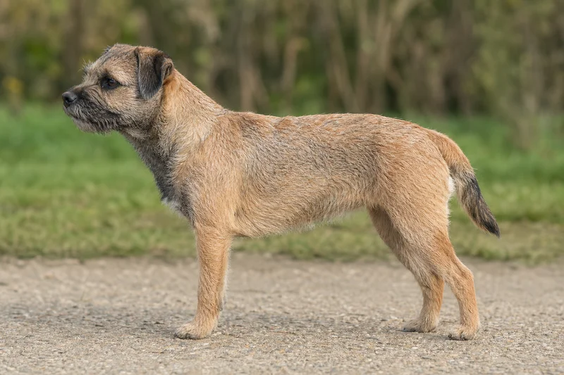 Border Terrier — side