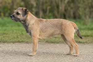Border Terrier dog