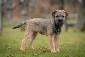 Border Terrier — puppy (~4 mo)