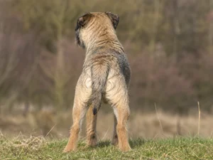 Border Terrier — rear