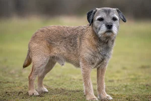 Border Terrier — senior