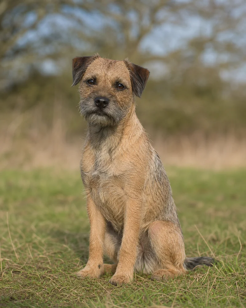Border Terrier — sitting