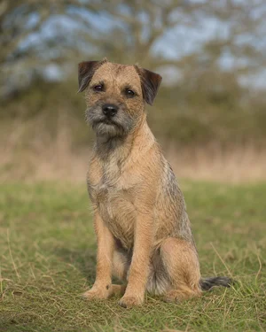 Border Terrier — sitting