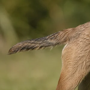 Border Terrier — tail