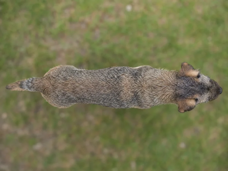 Border Terrier — top