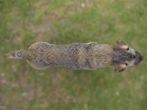 Border Terrier — top