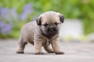 Border Terrier — young puppy (~1 mo)