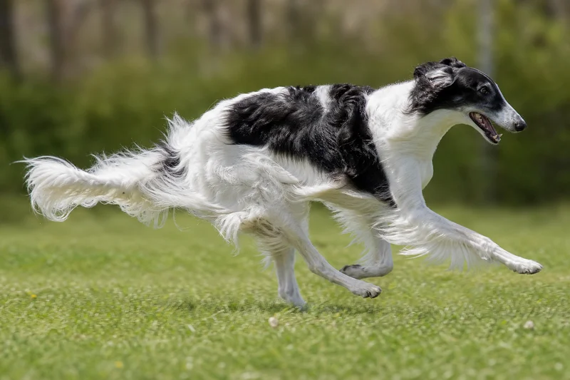 Borzoi — running