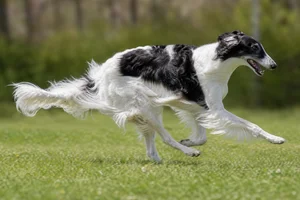 Borzoi — running