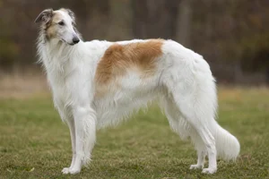 Borzoi — adult