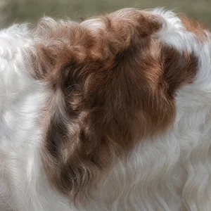 Borzoi — coat texture