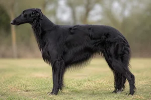 Borzoi — Black coat
