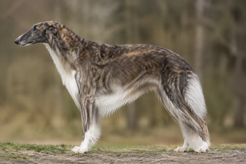 Borzoi — Brindle coat