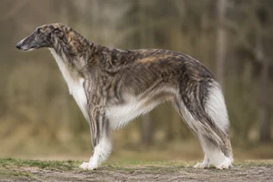 Borzoi — Brindle coat