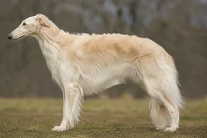 Borzoi — Cream coat
