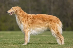 Borzoi — Gold coat