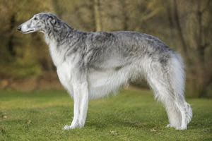 Borzoi — Silver coat