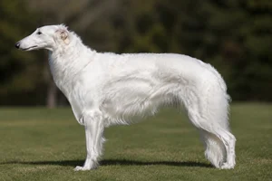 Borzoi — White coat