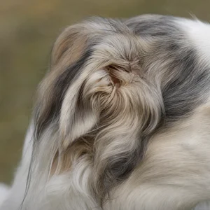 Borzoi — ears