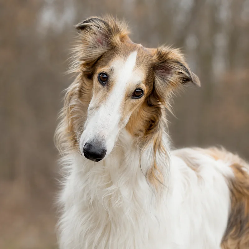 Borzoi — alert