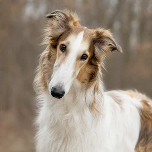 Borzoi — alert