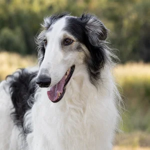 Borzoi — happy