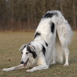 Borzoi — playful