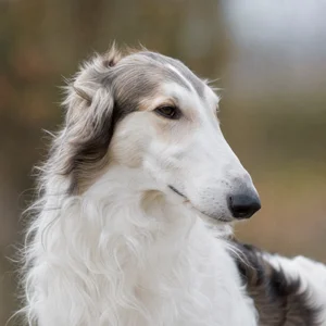 Borzoi — relaxed