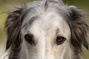 Borzoi — eyes
