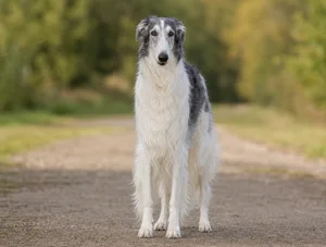 Borzoi — front