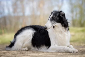 Borzoi — lying down