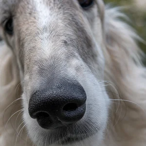 Borzoi — nose