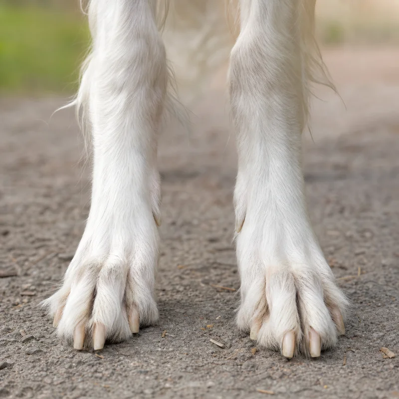 Borzoi — paws