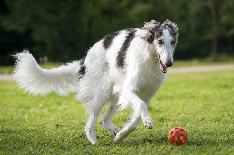 Borzoi — playing