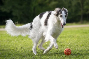 Borzoi — playing