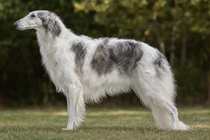 Borzoi dog