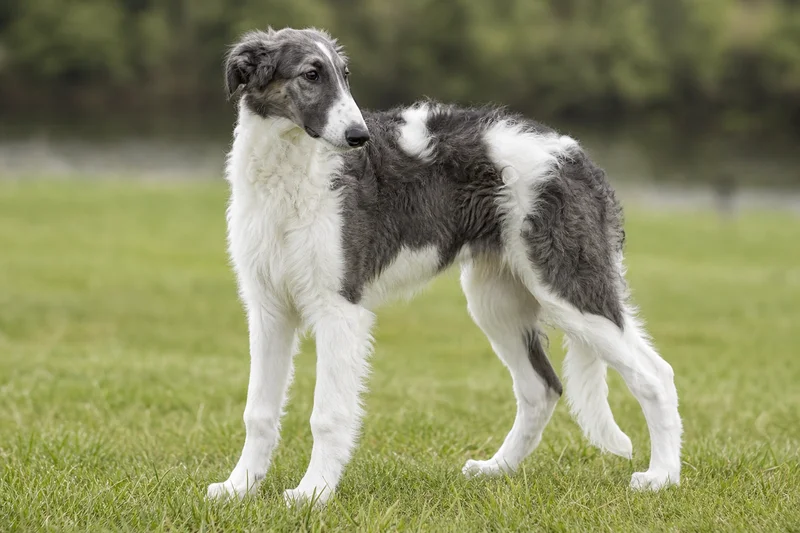 Borzoi — puppy (~4 mo)