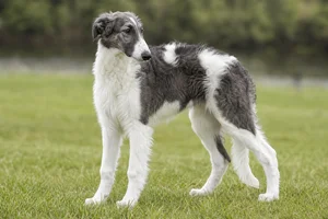 Borzoi — puppy (~4 mo)