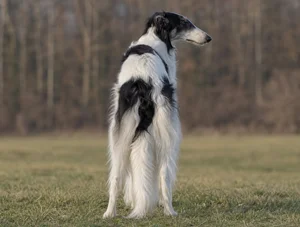 Borzoi — rear