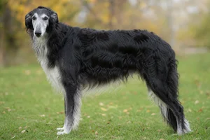 Borzoi — senior