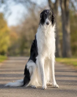 Borzoi — sitting