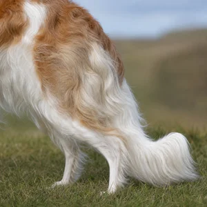 Borzoi — tail
