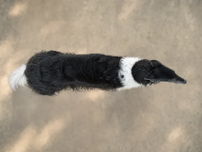 Borzoi — top