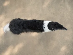 Borzoi — top