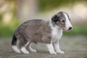 Borzoi — young puppy (~1 mo)