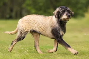 Bosnian Rough-coated Hound — running