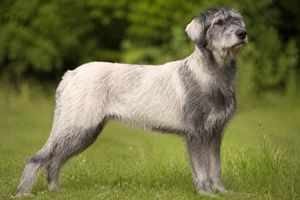 Bosnian Rough-coated Hound — adult