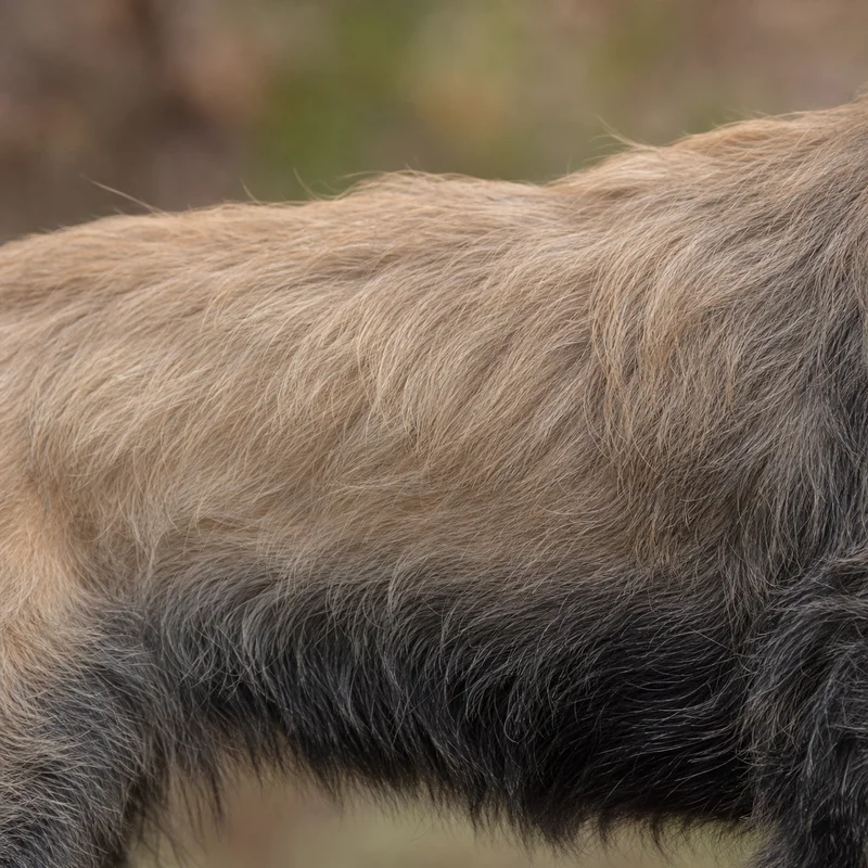 Bosnian Rough-coated Hound — coat texture