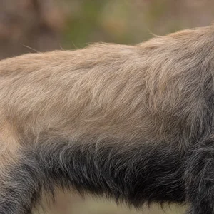Bosnian Rough-coated Hound — coat texture