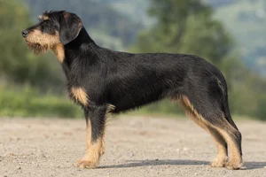 Bosnian Rough-coated Hound — black with tan markings coat